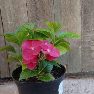 Hydrangea Hot Red Hydrangea Hot Red
