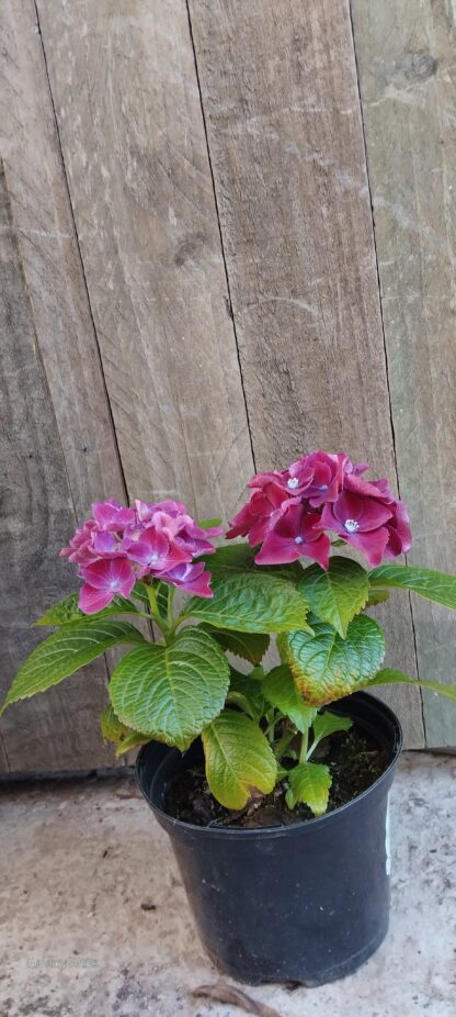 Hydrangea Royal Red Purple