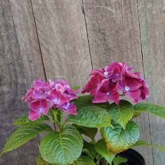Hydrangea Royal Red Purple