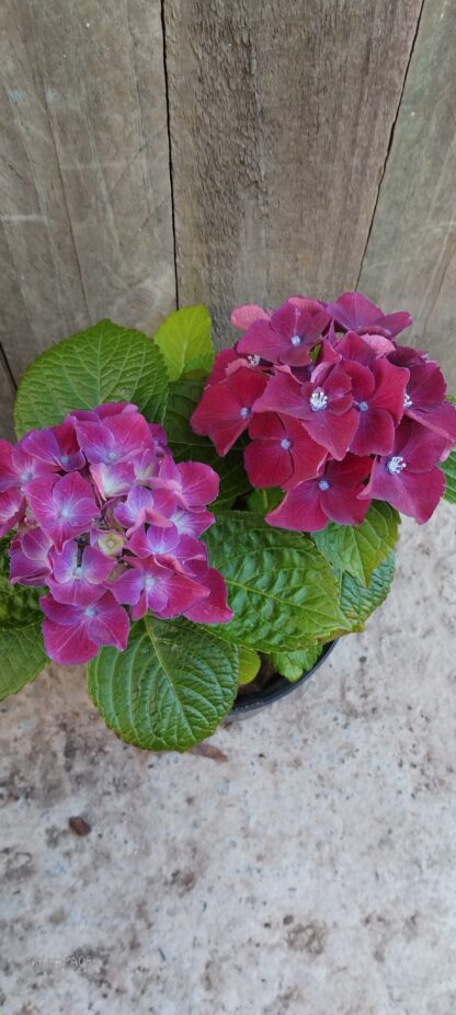 Hydrangea Royal Red Purple - Image 2