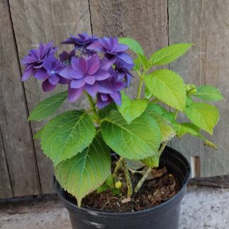 Hydrangea Francy Blue Hydrangea Francy Blue