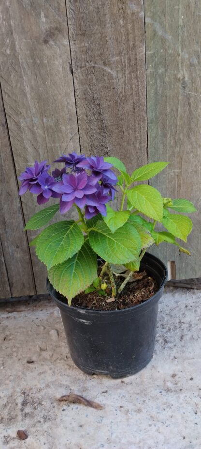 Hydrangea Francy Blue