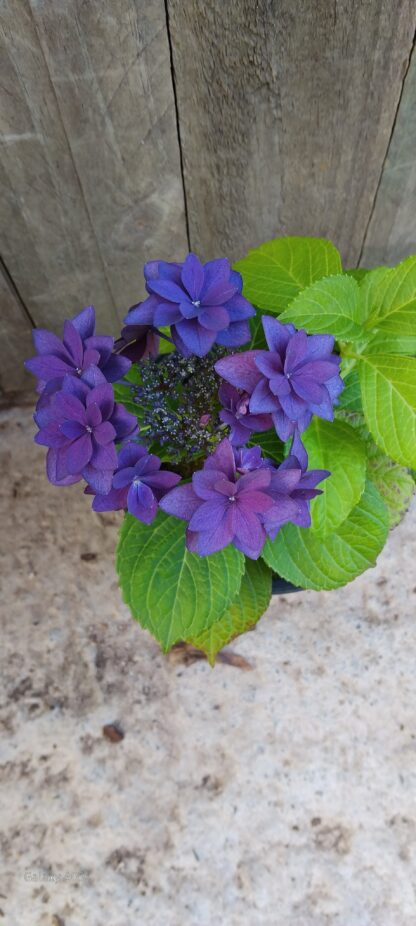 Hydrangea Francy Blue - Image 2