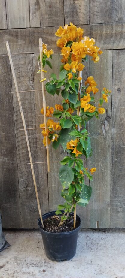 Bougainvillea Lady Mary Baring