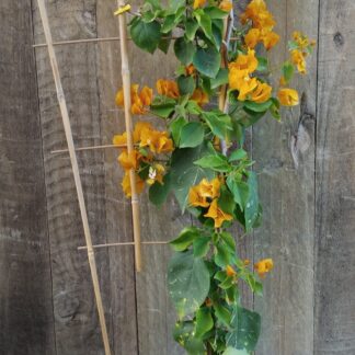 Bougainvillea Lady Mary Baring