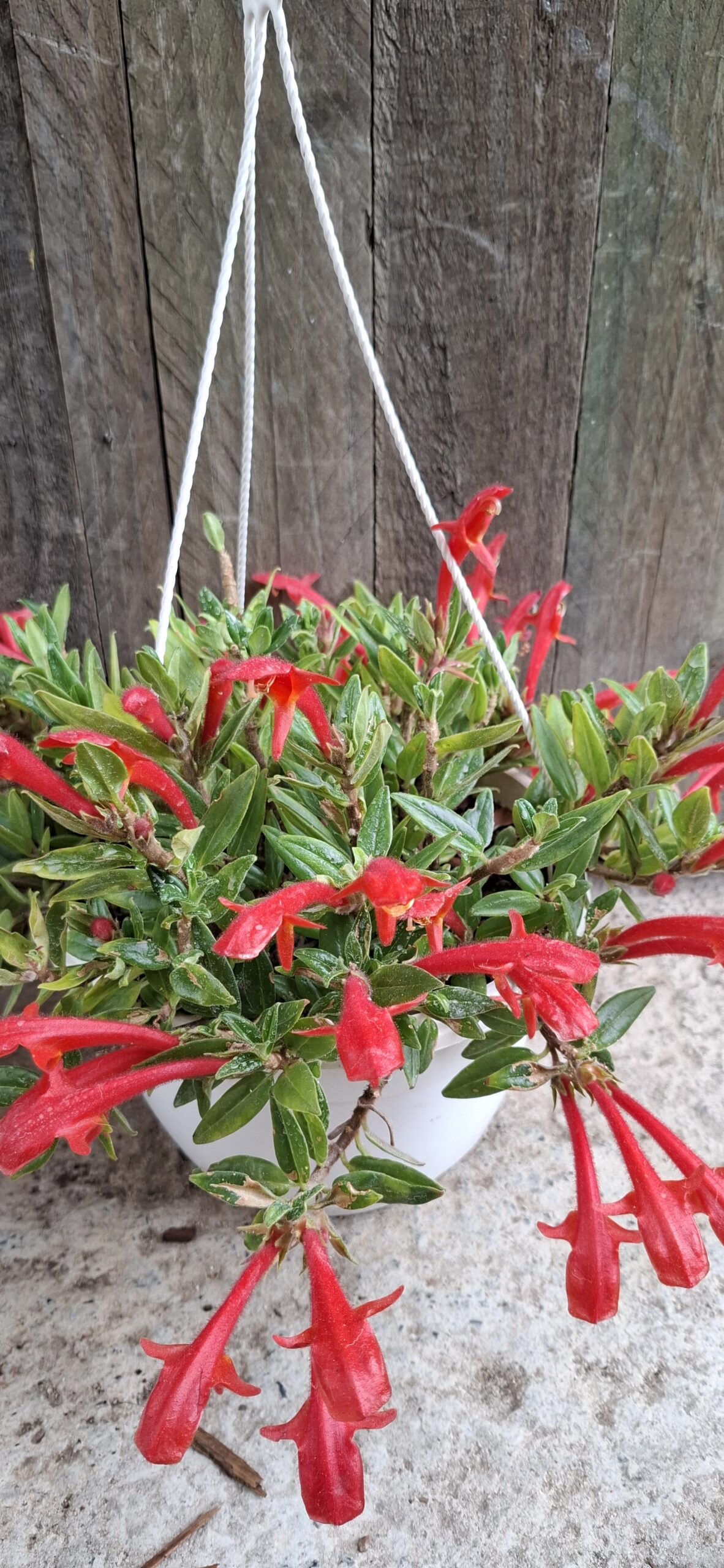 Columnea Hirta "Goldfish plant" - Image 2