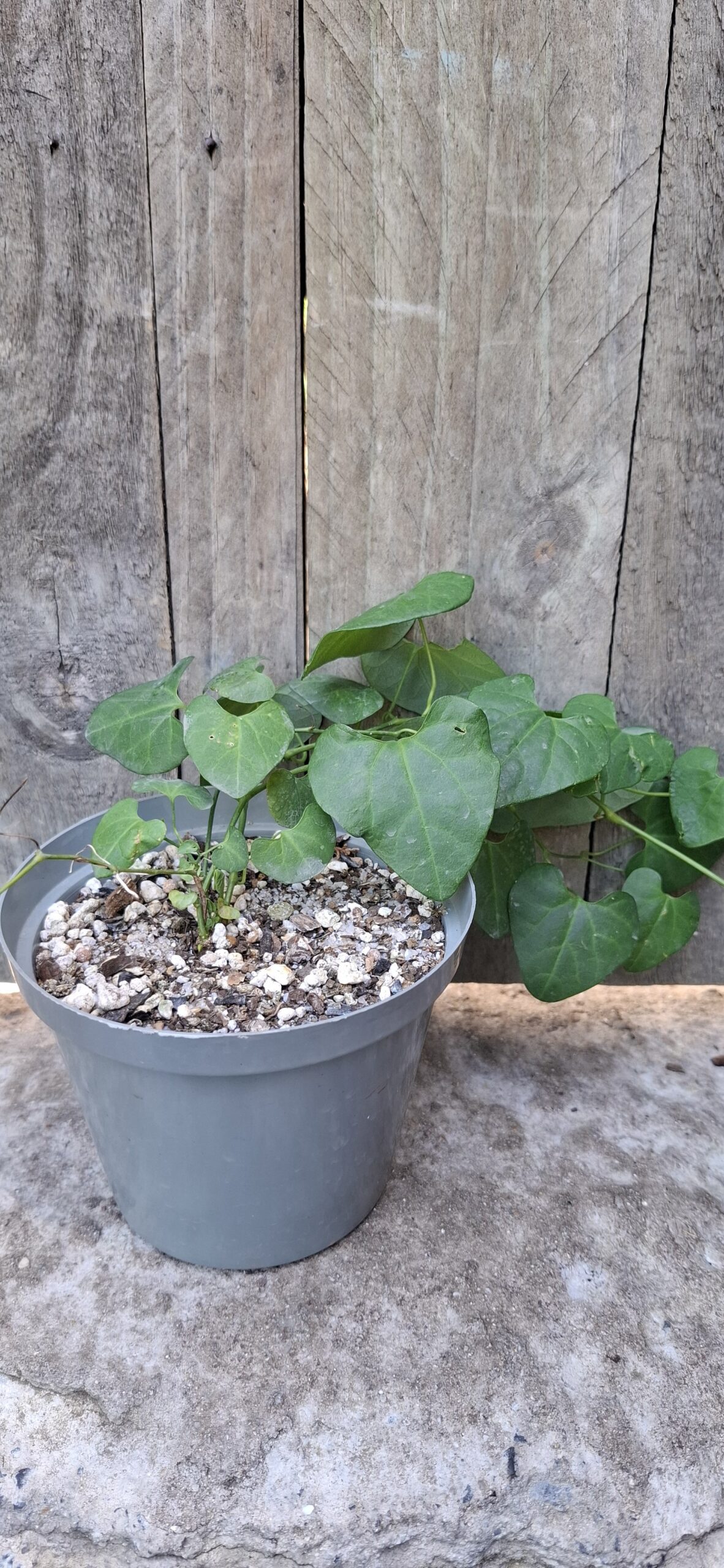 Aristolochia gigantic "Giant Dutchman's pipe" "Giant Pelican Flower" 12cm - Image 2