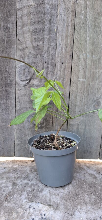 Cochliasanthus caracalla "Snail Vine" 12cm pot - Image 3