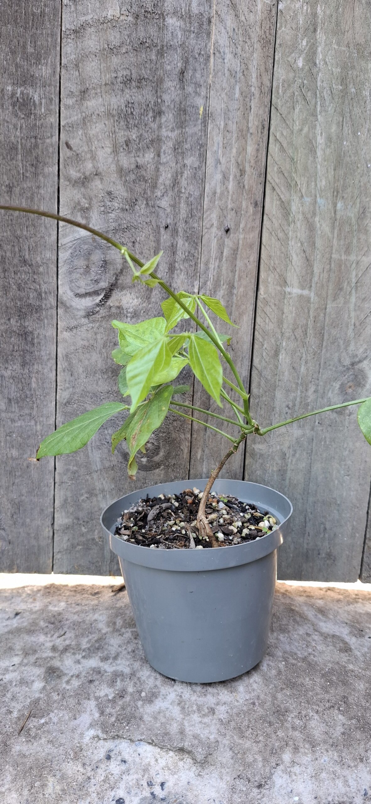 Cochliasanthus caracalla "Snail Vine" 12cm pot - Image 3