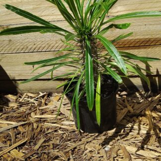 PACHYPODIUM LAMEREI Madagascar Palm 17cm