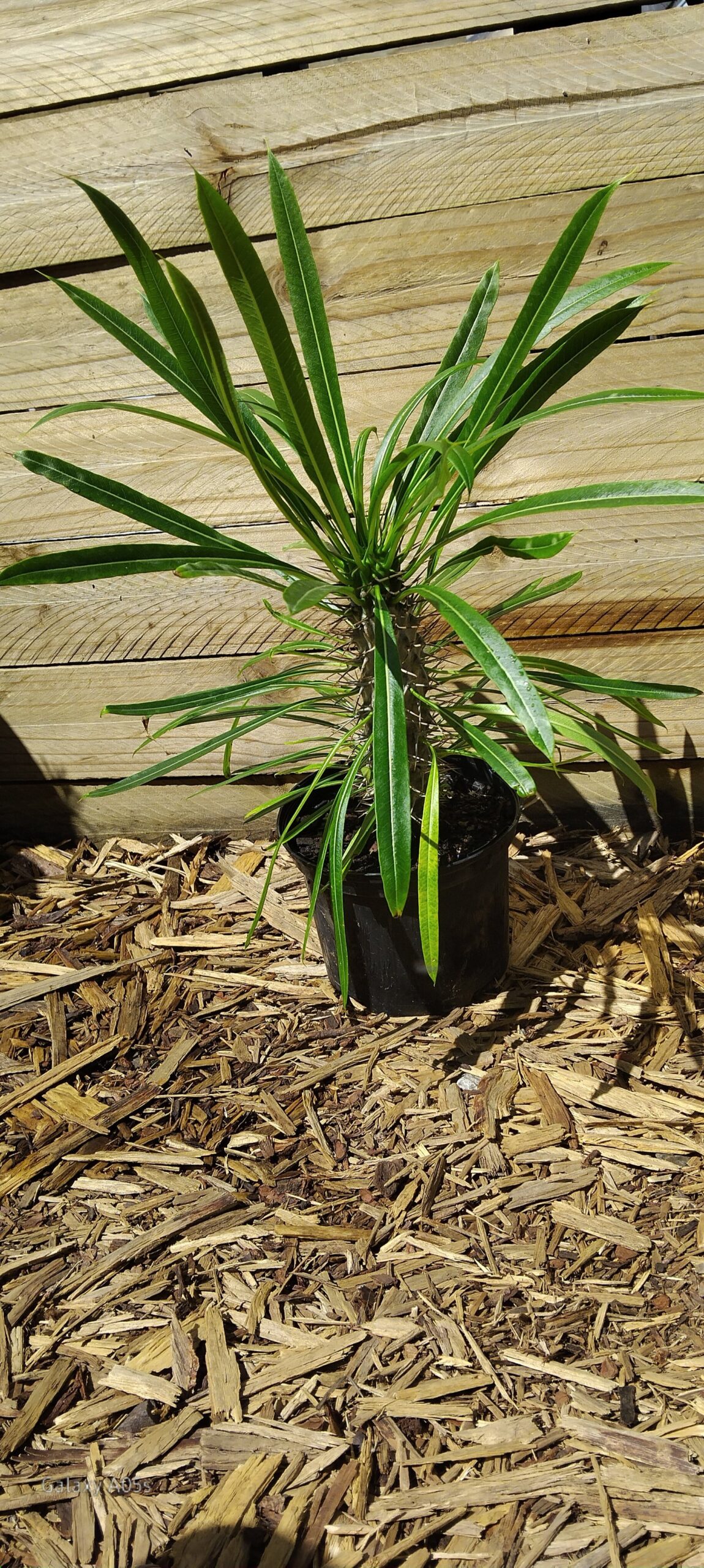 PACHYPODIUM LAMEREI Madagascar Palm 17cm