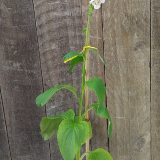 Fox Glove White Fox Glove White