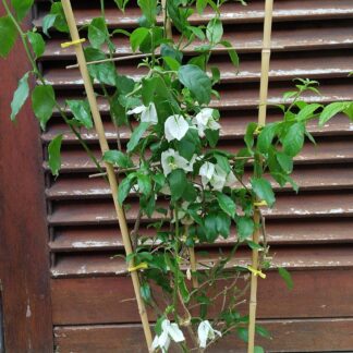 Bougainvillea Alba