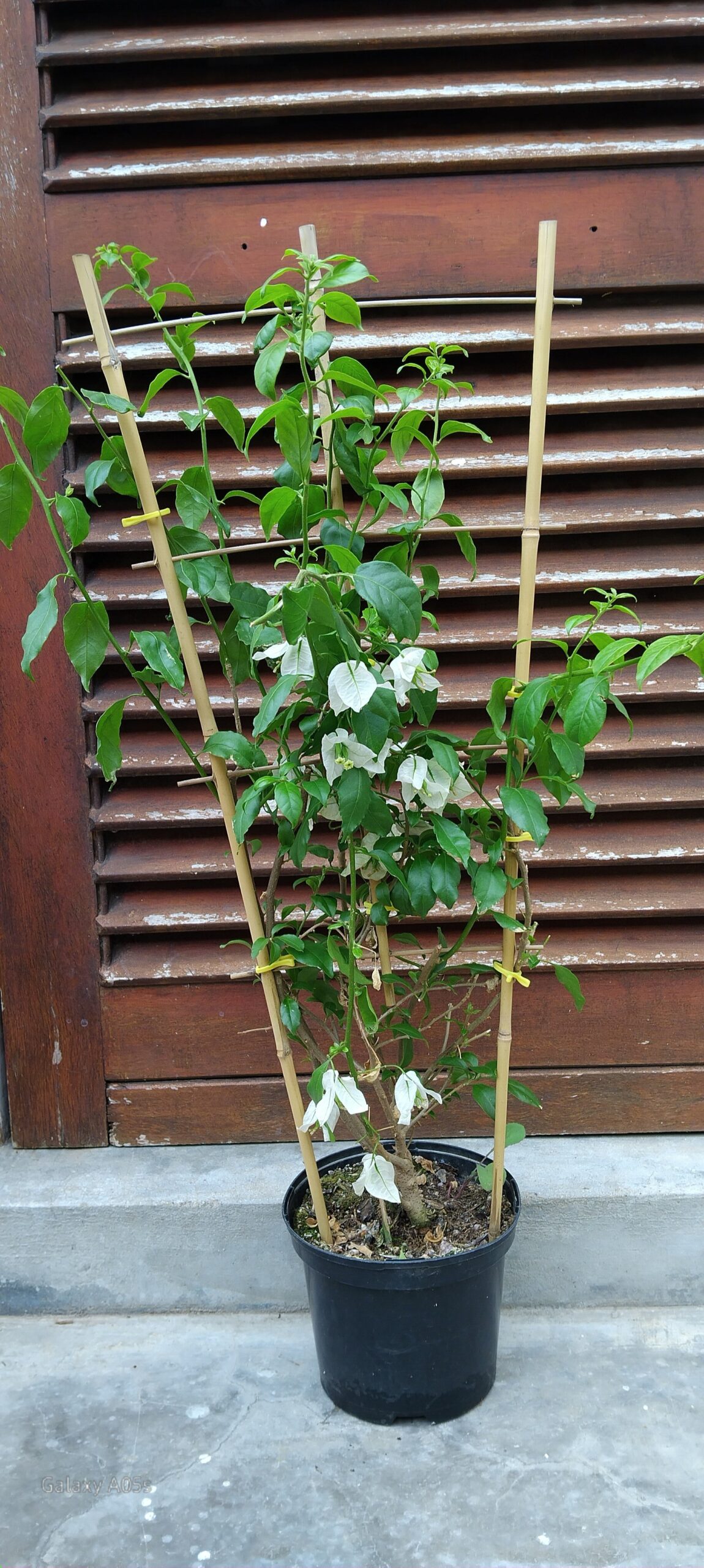 Bougainvillea Alba