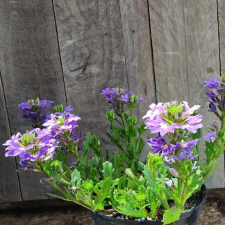 SCAEVOLA AEMULA Fairy Fan Flower – Touch Indigo 15cm SCAEVOLA AEMULA Fairy Fan Flower – Touch Indigo 15cm