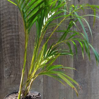 Chrysalidocarpus Lutescens Bamboo Palm