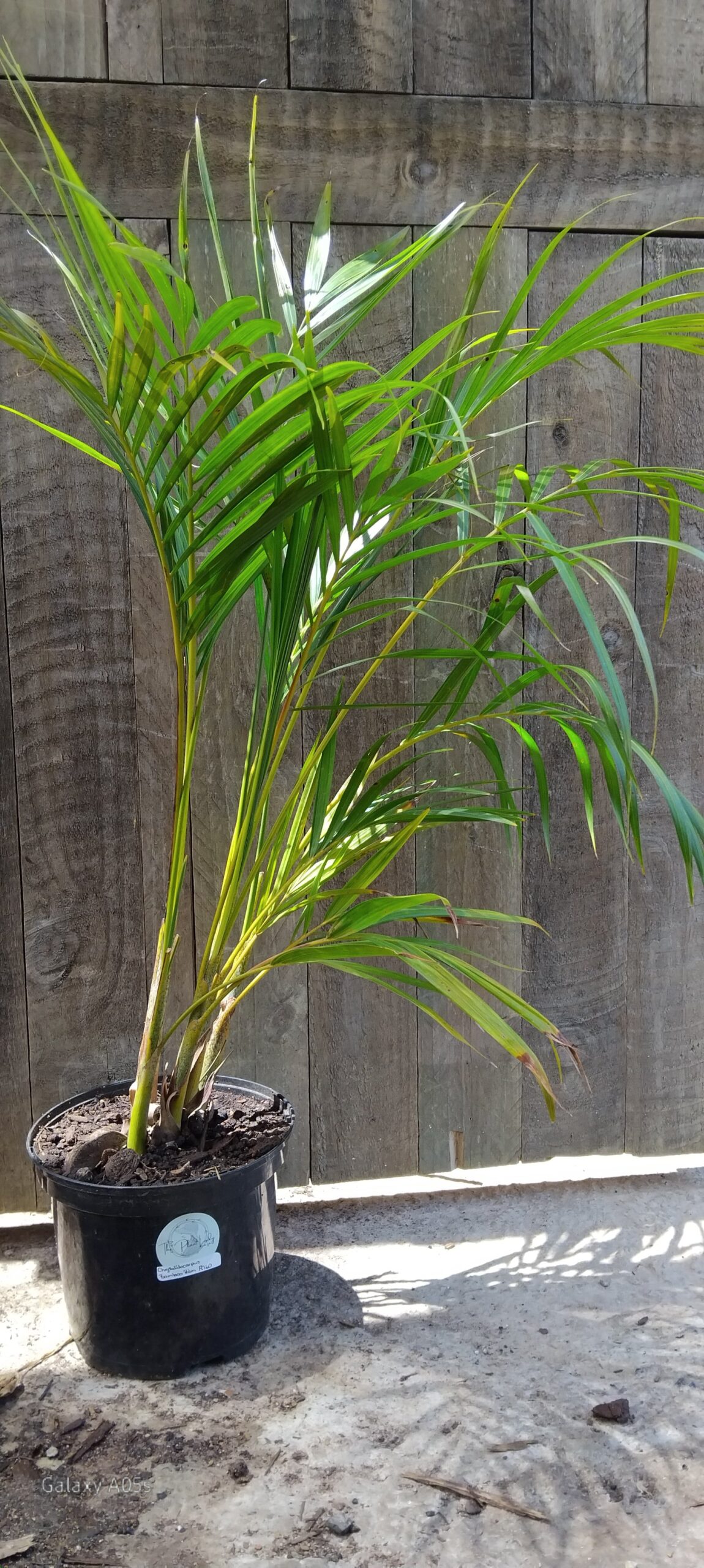Chrysalidocarpus Lutescens Bamboo Palm
