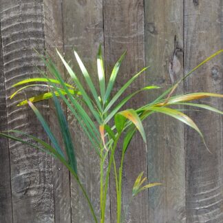 Chrysalidocarpus Lutescens Bamboo Palm