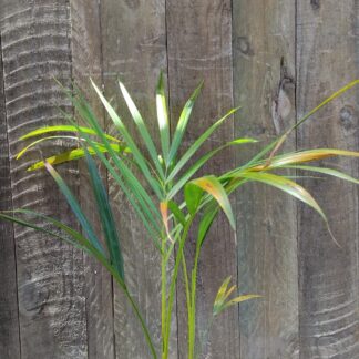 Chrysalidocarpus Lutescens Bamboo Palm