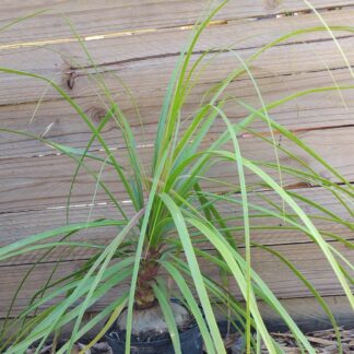 Beaucarnea Recurvata Ponytail