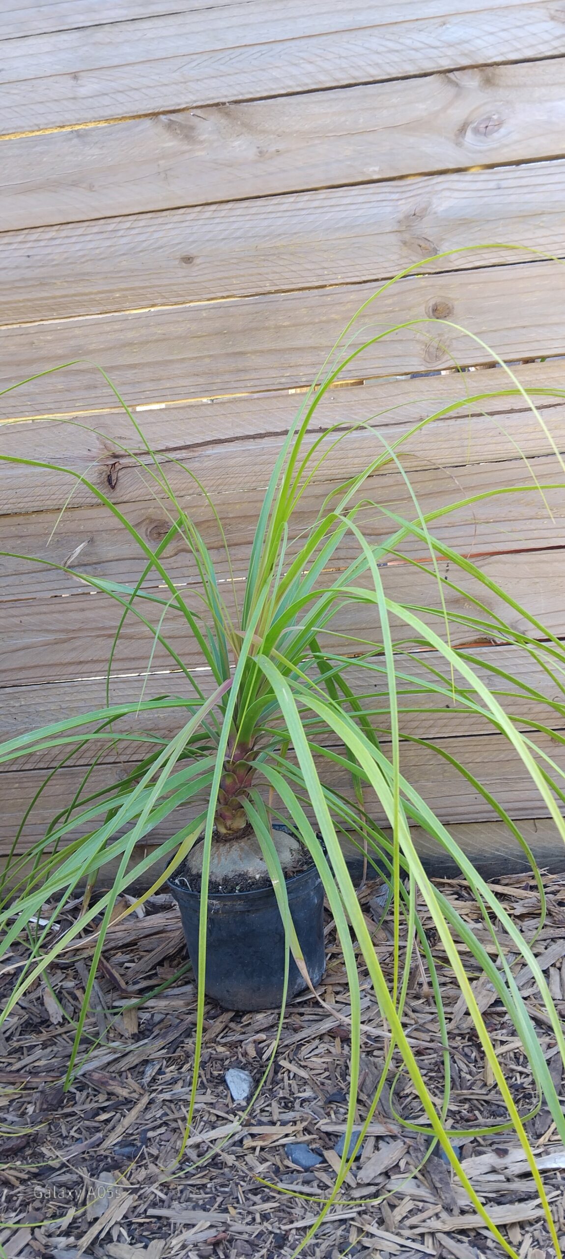 Beaucarnea Recurvata Ponytail