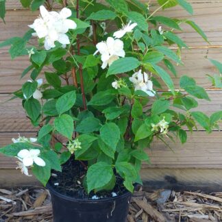 Mock Orange (Philadelphus coronarius)