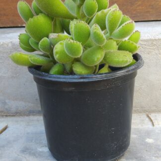Cotyledon Tomentosa Bear’s Paw