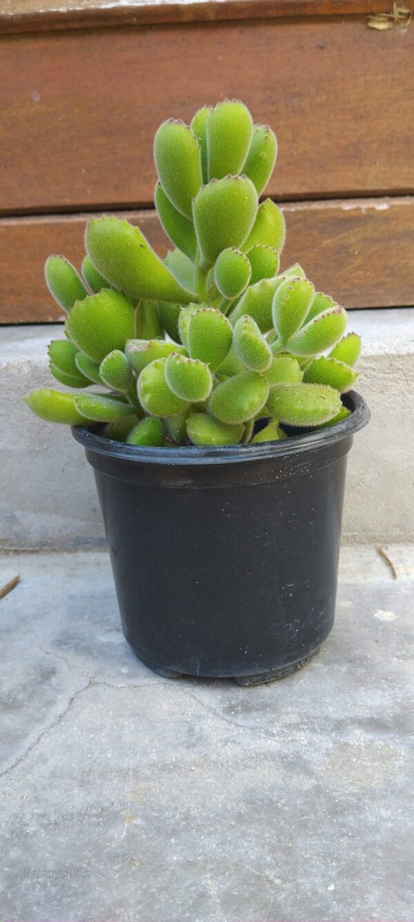 JPEG_20251111_121129_6841463454162531406-scaled.jpg Cotyledon Tomentosa Bear’s Paw