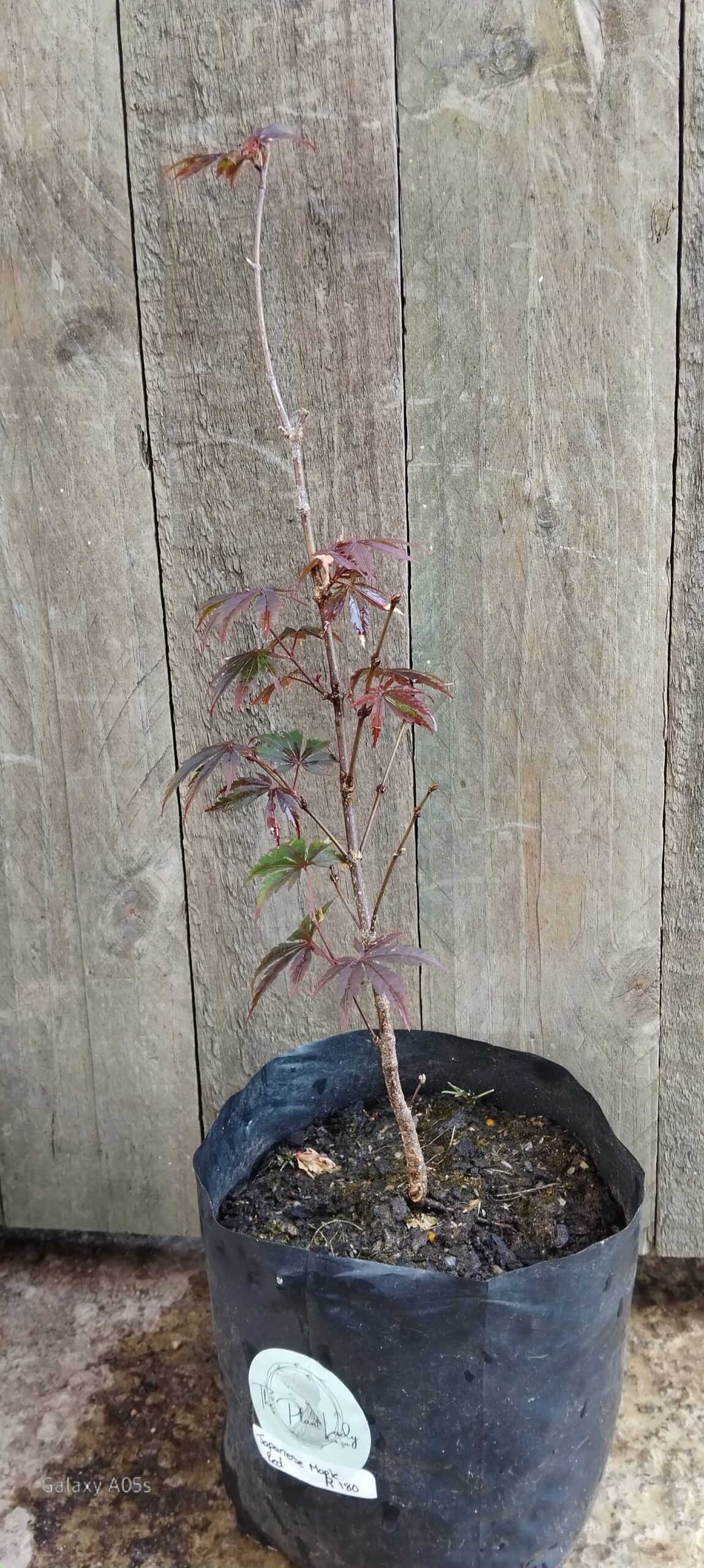 Japanese Maple Red - Image 2