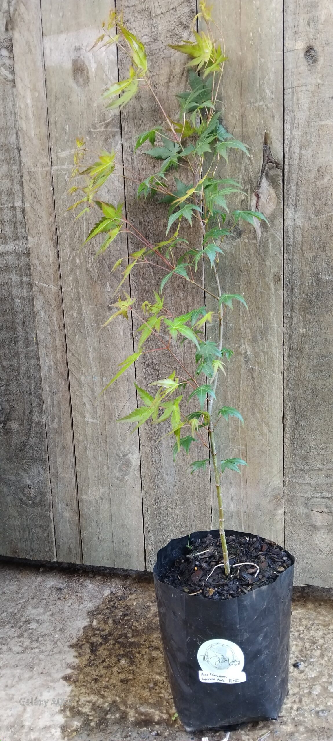 Japanese Maple Green - Image 2