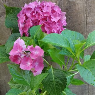 Big Leaf Hydrangea Donker Pink