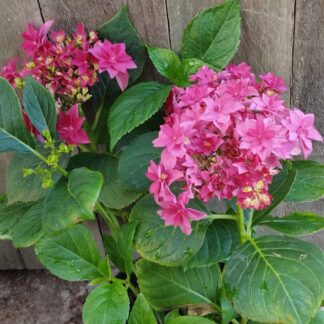 Hydrangea Fancy Hot Pink
