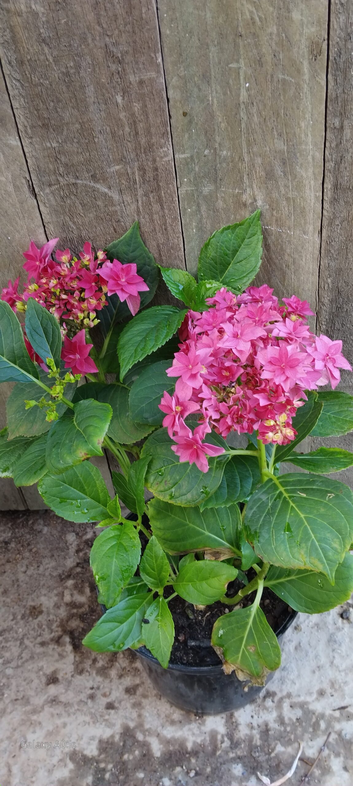 Hydrangea Fancy Hot Pink