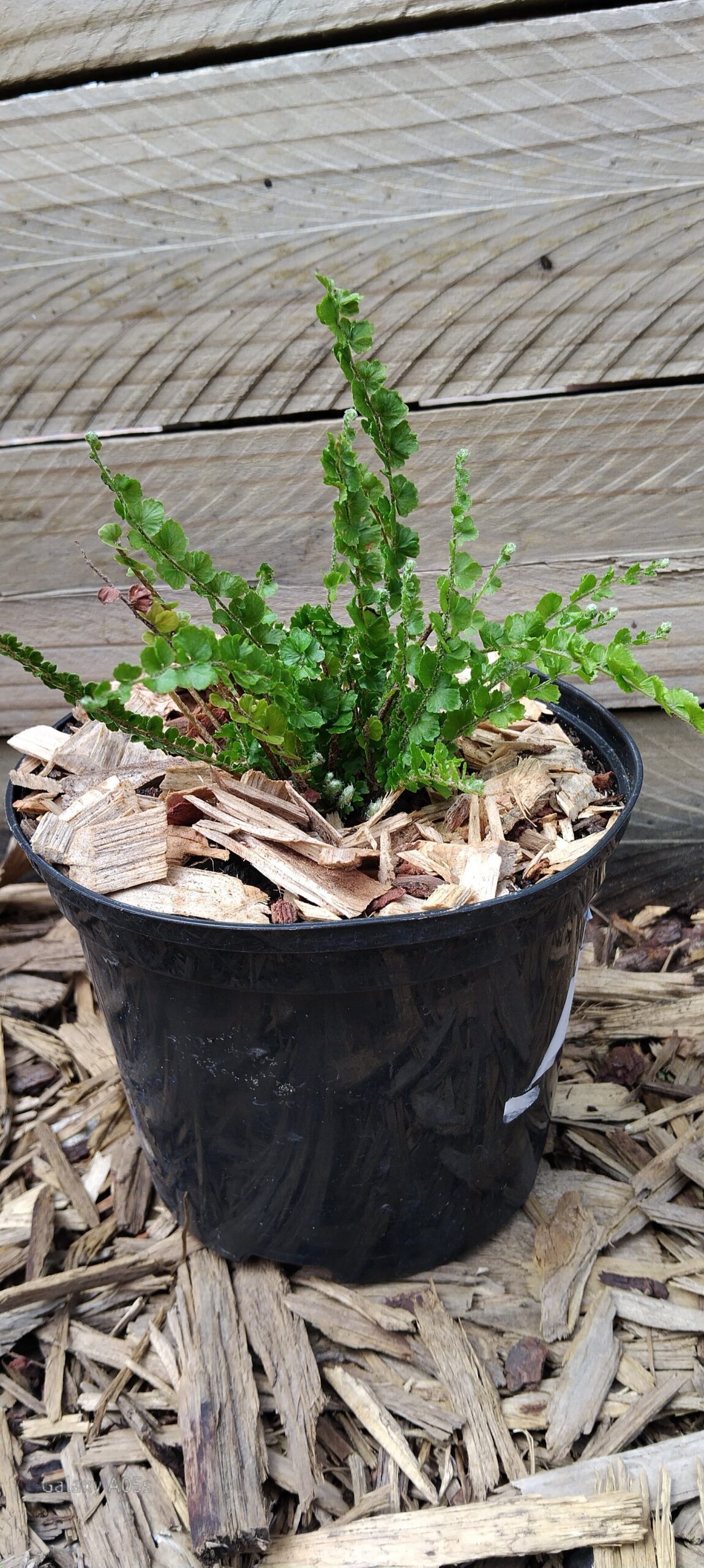 Lemon Button Fern