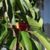 Lapins Cherry