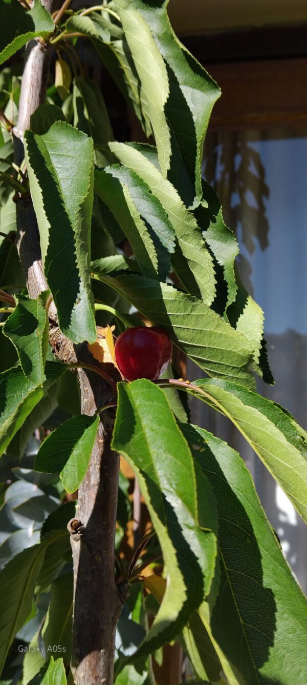 Lapins Cherry