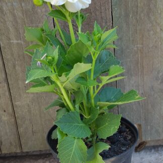 DAHLIA HYBRIDA Garden Dahlia – Dalaya Maxi Lopez 15cm