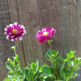 DAHLIA HYBRIDA Garden Dahlia – Dalaya Maxi Cancun 15cm