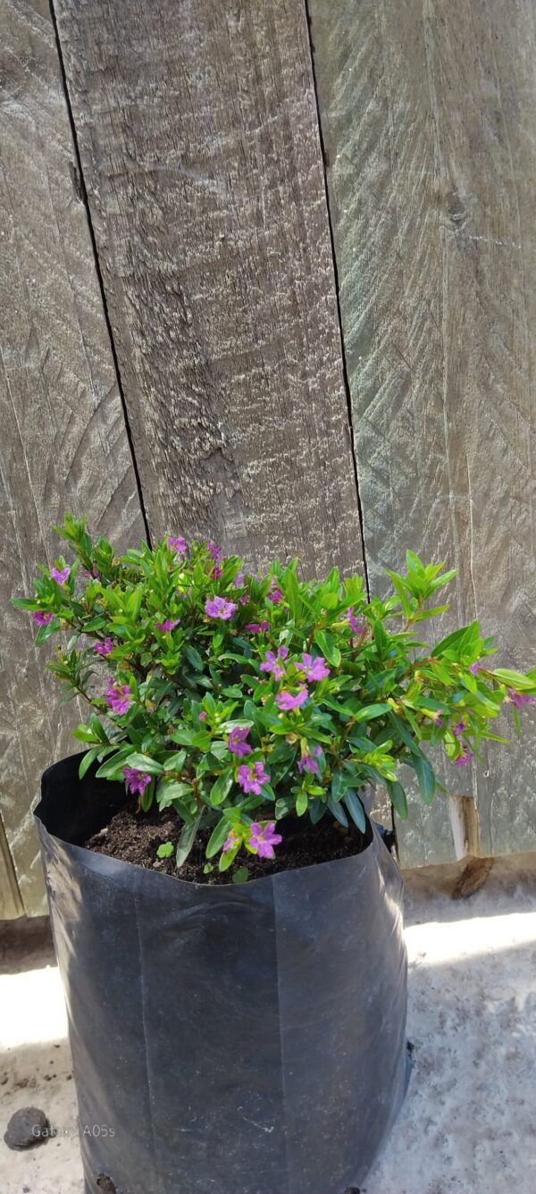 CUPHEA HYSSOPIFOLIA Mexican Heather - Violet 2,5L