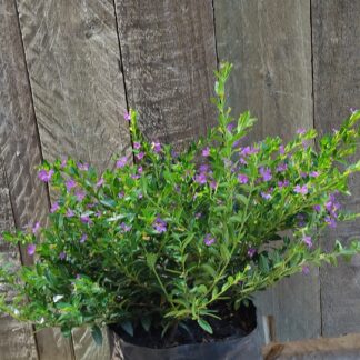 CUPHEA HYSSOPIFOLIA Mexican Heather – Purple 2,5L CUPHEA HYSSOPIFOLIA Mexican Heather – Purple 2,5L