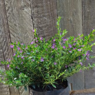 CUPHEA HYSSOPIFOLIA Mexican Heather - Purple 2,5L