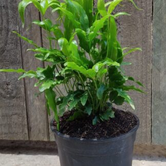 Australian Fern Jungle Brake