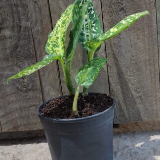 Dieffenbachia reflector - 14cm