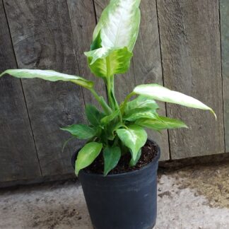 Dieffenbachia camilla - 14cm