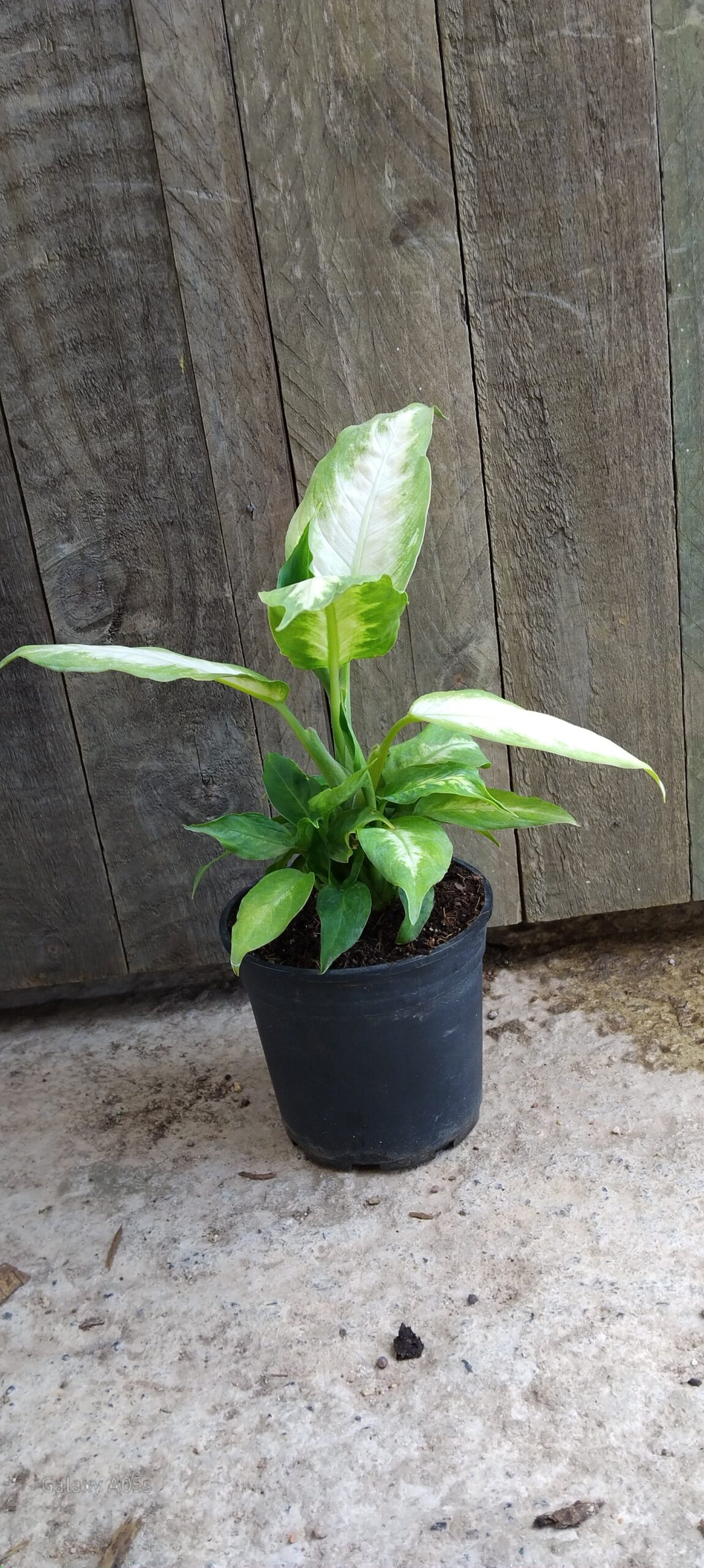 Dieffenbachia camilla - 14cm