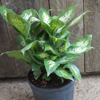 Dieffenbachia maculata amy  – 14cm