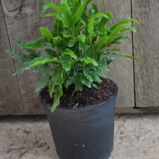 Fern australian jungle brake - 14cm