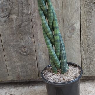 Sansevieria Cylindrica (x5) 30-40 cm Braided