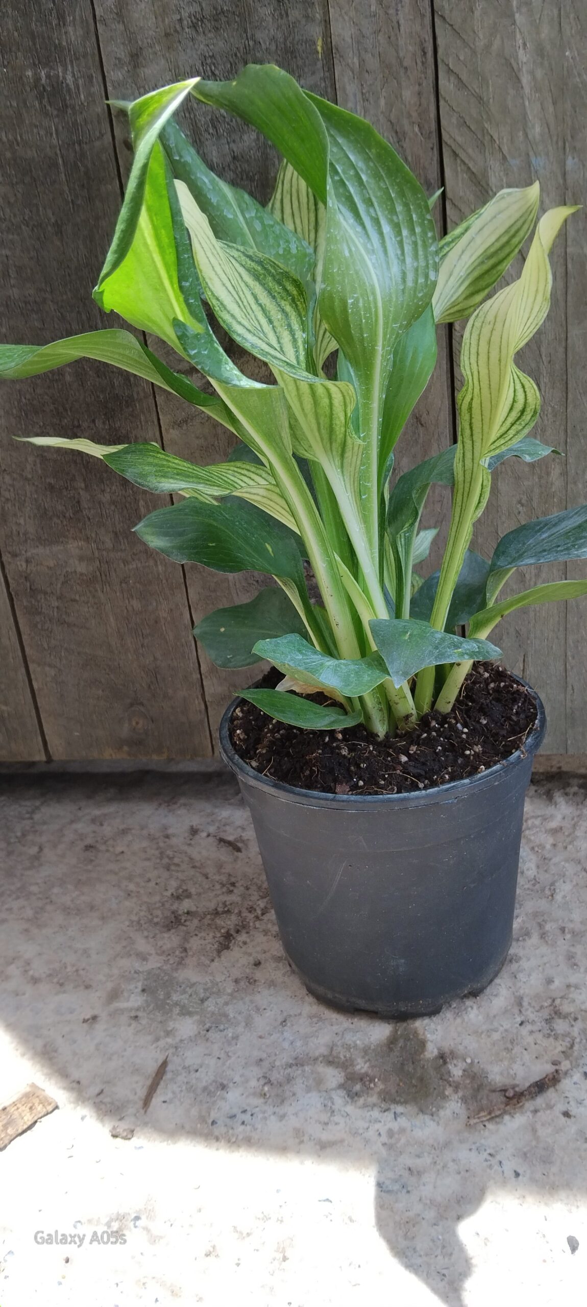 Hosta white feather - 14cm - Image 2
