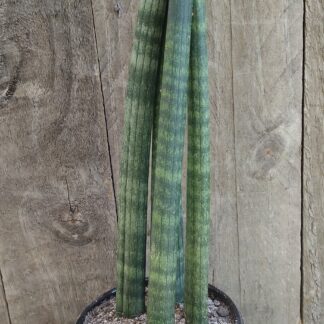 Sansevieria Cylindrica (x4-5) 35cm Straight Medium